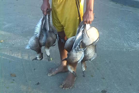 ফেঞ্চুগঞ্জে পাখি শিকারির তিন মাসের কারাদন্ড